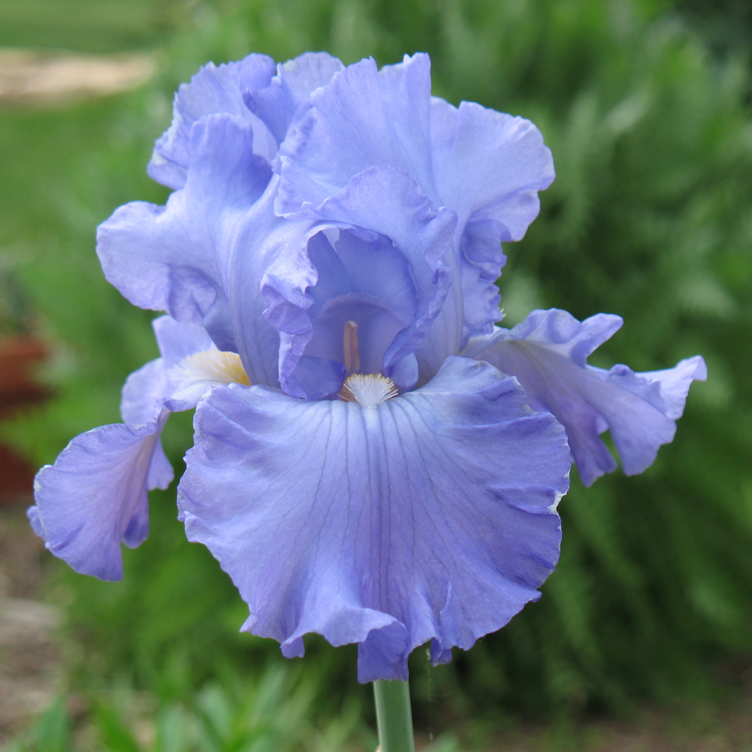Iris