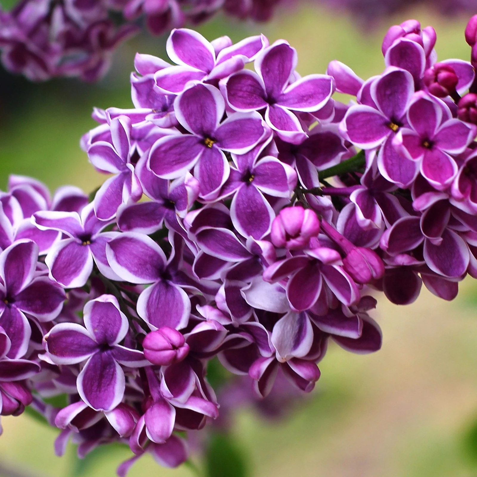 Lilas