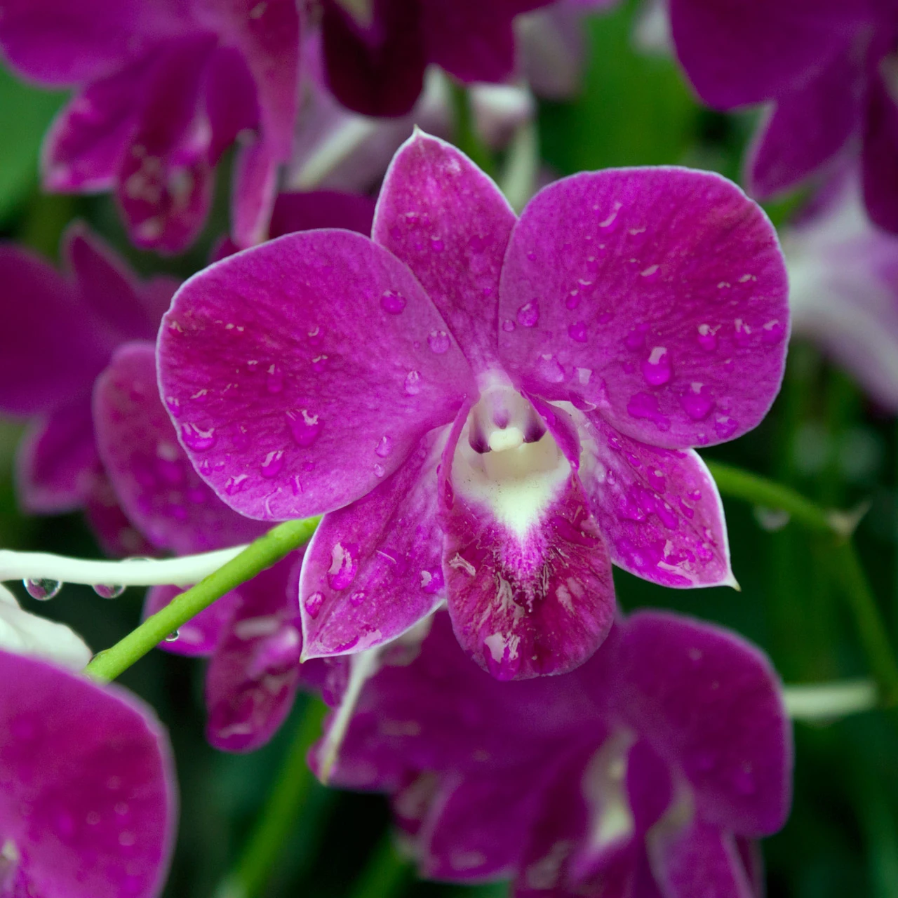 Orchid